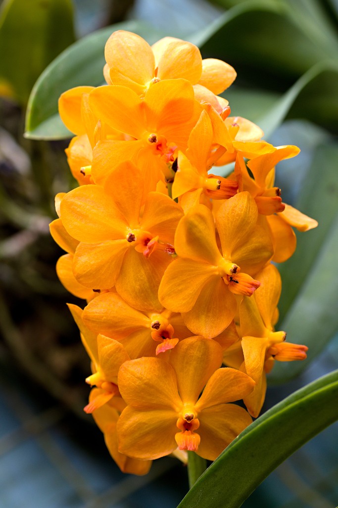 orchideeën orchidee orchideeen hdr bloem Orchidaceae natuur flora bloemen orchis sierbloem sierplant phalaenopsis orchidaceae